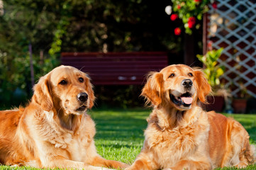 Golden Retrievers