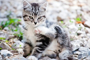 Obraz premium young wild cat