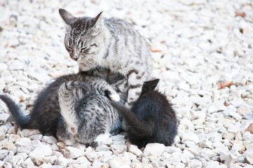 Obraz premium cat and kitten