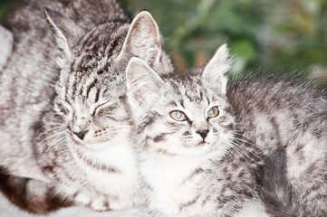 Fototapeta premium cat and kitten