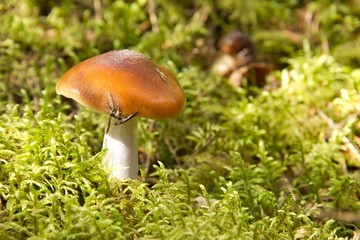 Pilz im Moos