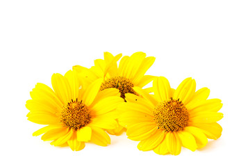yellow  flowers