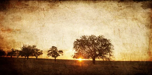 Fotobehang Tree in the summer field. Photo in old image style. © Masson