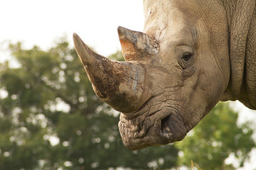 Focus on Rhino horn