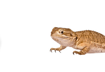 Zwergbartagame