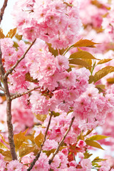 Japanese cherry with blossom