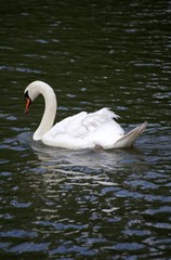 Cygne blanc