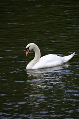 Cygne blanc