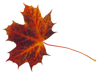 Flame colored maple leaf on white