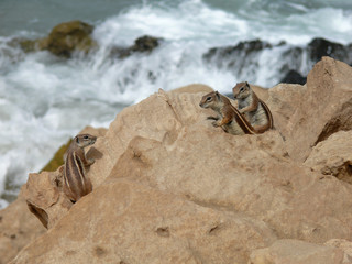 Streifenhörnchen vor Brandung
