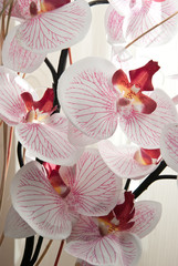 Orchid