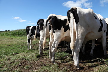 Fototapeta na wymiar Doły Holstein krów mlecznych w górę