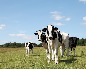 Naklejka na ściany i meble Shy czarne i białe krowy mleczne Holstein