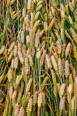 Close up photo of grains lying down on top of each other