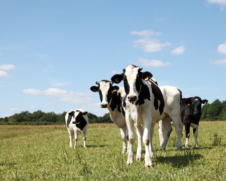 Shy Black And White Holstein Dairy Cows
