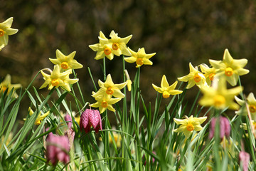 Fototapeta premium daffodils
