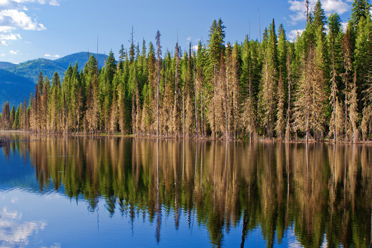 forest reflections, idaho