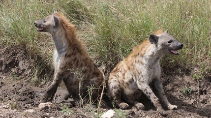 Pair of spotted hyenas, Serengeti, Tanzania