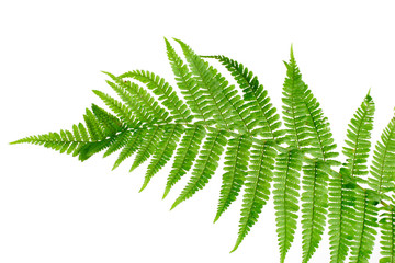 Green leaf of fern isolated on white