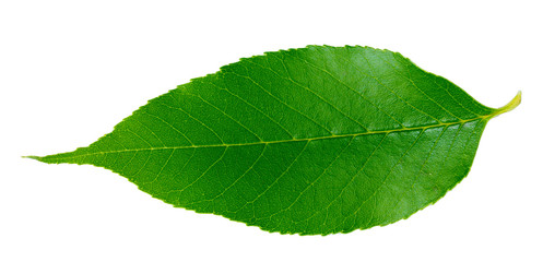 Obraz premium Beautiful green leaf isolated on white