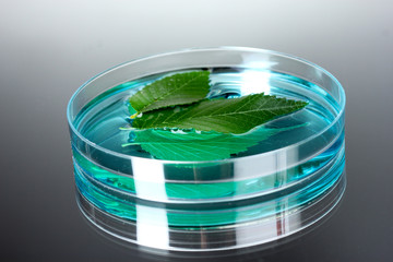 Genetically modified plant tested in petri dish