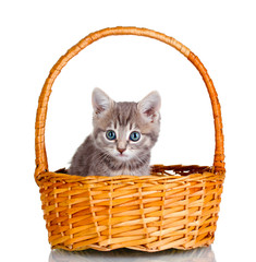 Fototapeta na wymiar Beautiful gray kitten in basket isolated on white