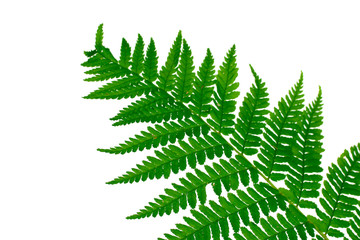 Green leaf of fern isolated on white