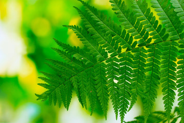 One leaf of fern on green background