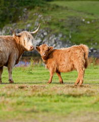 A highland cow and her calf