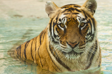 Fototapeta na wymiar Look Tiger