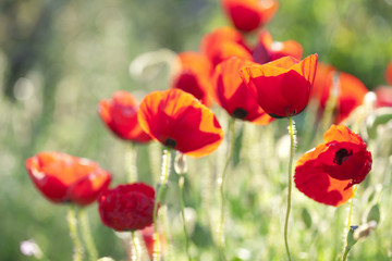 poppies