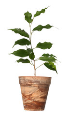 Ficus benjamina.