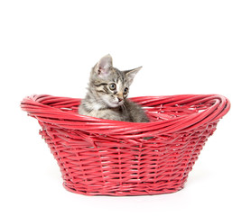 Fototapeta na wymiar Cute tabby cat in red basket