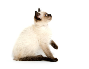 Cute kitten on white background