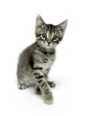 Fototapeta premium Tabby cat playing on white