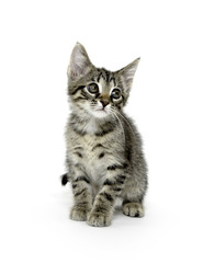 Fototapeta premium Cute tabby kitten on white