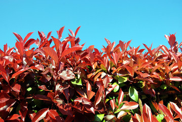 pianta di photinia per recinzioni