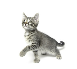 Cute tabby kitten on white