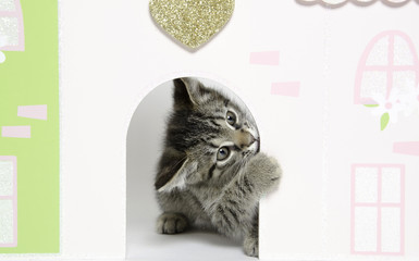 Cute kitten peeking out of doll hosue