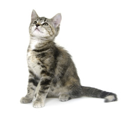 Obraz premium Cute tabby kitten on white background