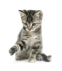 Fototapeta premium Cute tabby kitten on white background