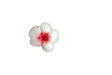 Obraz premium Blüte