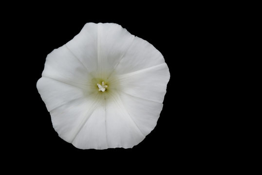 Zaunwinde