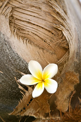 Fleurs de Monoi © PUNTOSTUDIOFOTO Lda