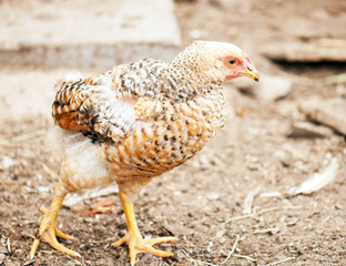 Walking hens
