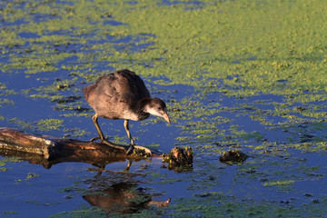 Moorhen ( Gallinula chloropus)