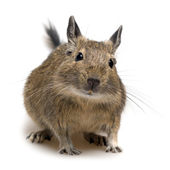 degu pet