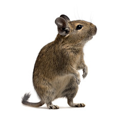 degu pet