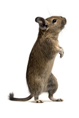 funny degu
