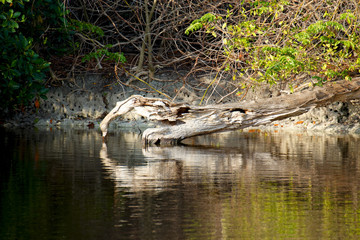 Fototapeta na wymiar Swamp Scenery